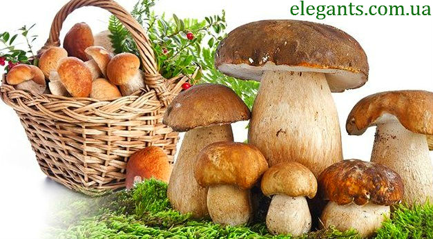 грибы,купить грибы,сушенные грибы,консервированые грибы,салат с грибами,рецепты с грибами,грибы фото,заказывайте гриба,купить онлайн белые грибы,курица с грибами,грибы в духовке,цветы,купить цветы,семена цветов,семена,семя,семю,купить семена,купить семян,семена почтой,арбуз,семена магазин,интернет семена,интернет семян,интернет магазин семян,куплю семена,каталог семена,каталог семян,капуста,перец,сладкий перец,болгарский перец,морковь,семена моркови,полезные свойства моркови